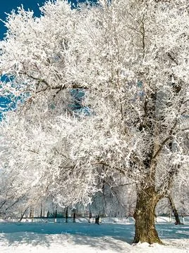 Winter tree Foto stock