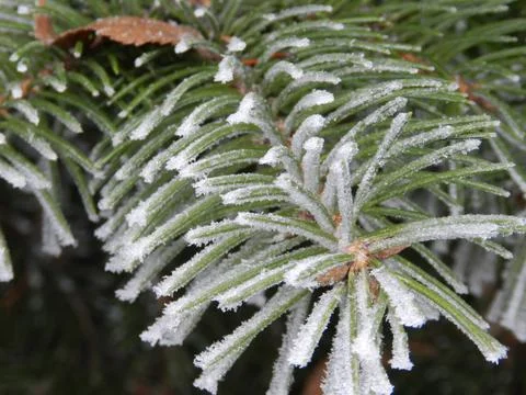 Winter tree Stock Photos