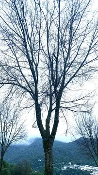 WInter tree 库存照片