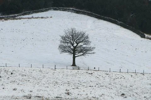 Winter Tree Foto stock