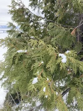 Winter tree Stock Photos