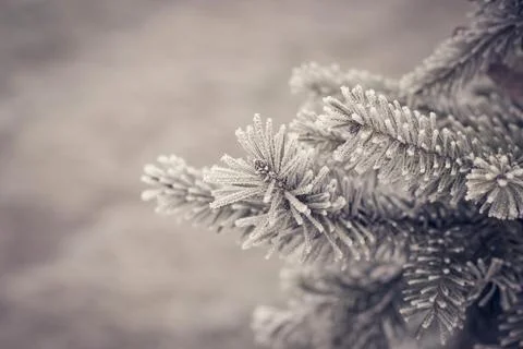 Winter Tree Stock Photos