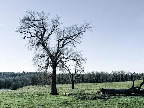 Winter tree Stock Photos