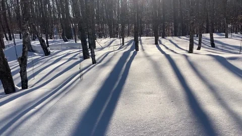 Winter tree shadows Stock Footage 223760165