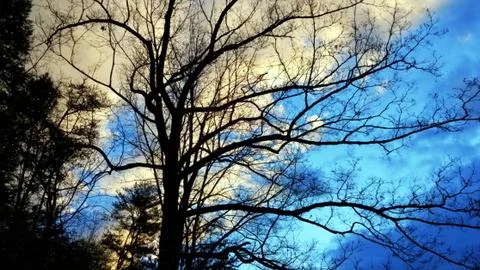 Winter Tree Silhouette Stock Photos