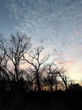 Winter Tree Silhouettes Under Pink and Blue Clouds Stock-Fotos