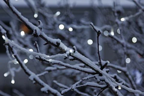 Winter tree with small light loop and bokeh background Stock Photos