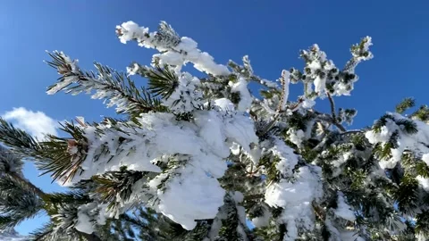 Winter tree with snow closeup Stock Footage 168560320