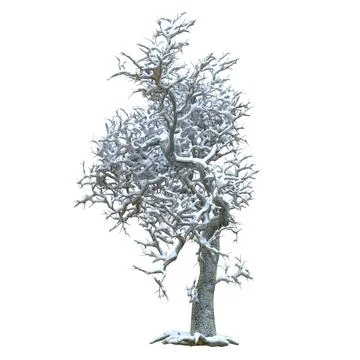 Winter tree in the snow isolated on white background 3d illustration Stock Illustration