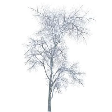 Winter tree in the snow isolated on white background 3d illustration Stock Illustration