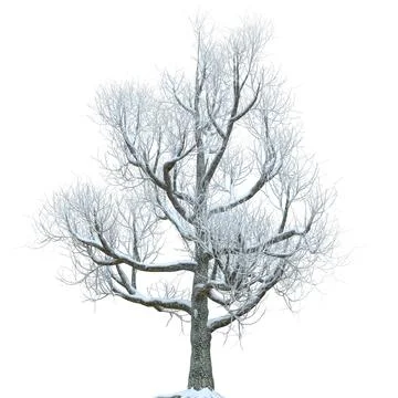 Winter tree in the snow isolated on white background 3d illustration Stock Illustration