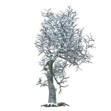 Winter tree in the snow isolated on white background 3d illustration Stock Illustration