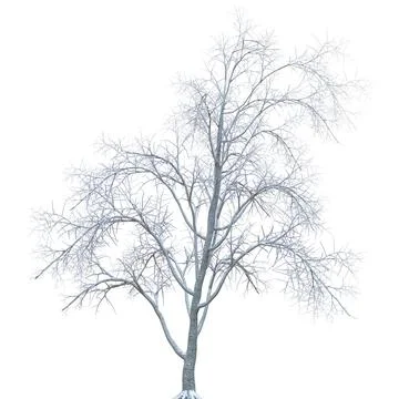Winter tree in the snow isolated on white background 3d illustration Stock Illustration
