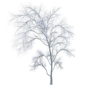 Winter tree in the snow isolated on white background 3d illustration Stock Illustration