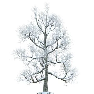 Winter tree in the snow isolated on white background 3d illustration Stock Illustration