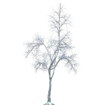 Winter tree in the snow isolated on white background 3d illustration Stock Illustration