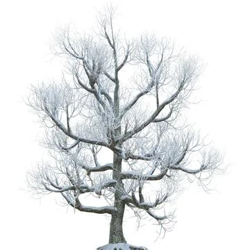Winter tree in the snow isolated on white background 3d illustration Stock Illustration