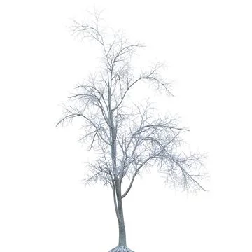 Winter tree in the snow isolated on white background 3d illustration Stock Illustration