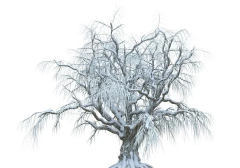 Winter tree in the snow isolated on white background 3d illustration Stock Illustration