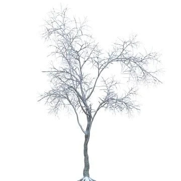 Winter tree in the snow isolated on white background 3d illustration Stock Illustration