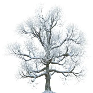 Winter tree in the snow isolated on white background 3d illustration Stock Illustration