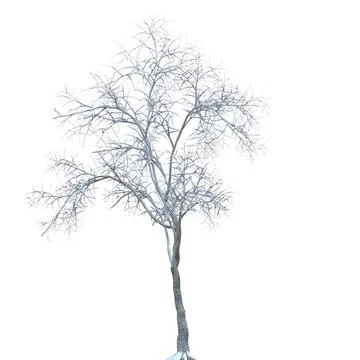 Winter tree in the snow isolated on white background 3d illustration Stock Illustration