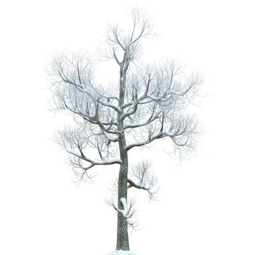 Winter tree in the snow isolated on white background 3d illustration Stock Illustration