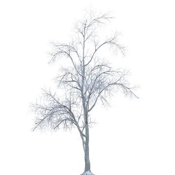 Winter tree in the snow isolated on white background 3d illustration Stock Illustration