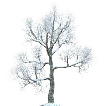 Winter tree in the snow isolated on white background 3d illustration Stock Illustration