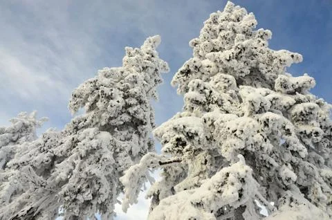 Winter tree with snow Stock Photos