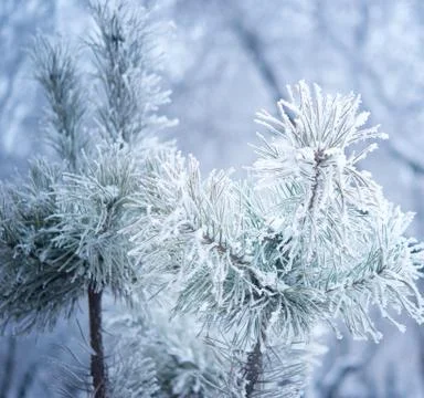 Winter tree with snow Stock Photos