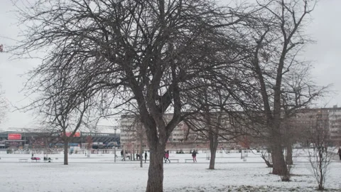 Winter tree on a snowy park background Видео 147927980