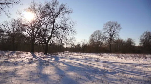 Winter tree in the sun. Shadow on the snow. Timelapse. Stock Footage 47154919