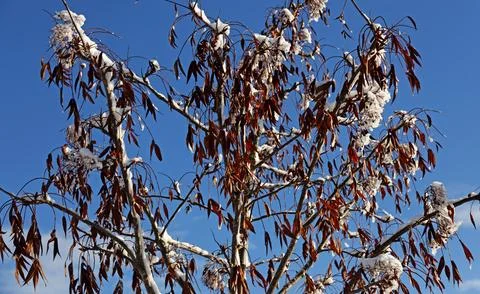 A winter tree in sunlight early spring with blue sky Stock Photos