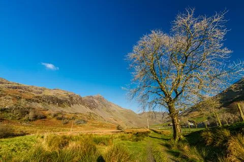 Winter tree in sunny valley with copyspace. Stock Photos