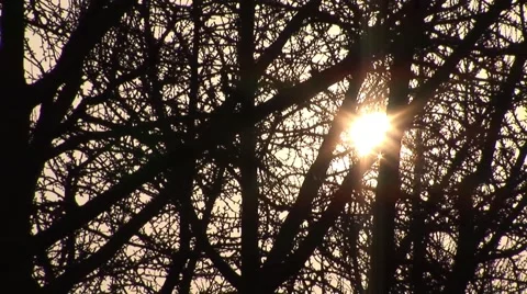 Winter tree at sunset Video stock 44862524