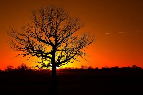 Winter tree at sunset Stockfoto's