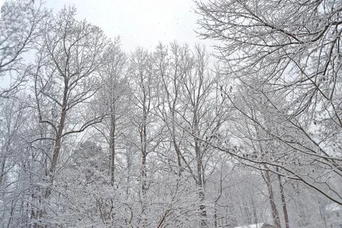 Winter tree tops Stock Photos