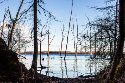 Winter tree trunks growing in pond water Stock Photos