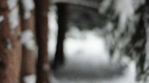 Winter tree tunnel focus racked 1 Vídeo Stock 544764