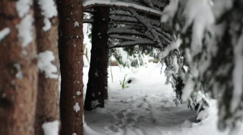 Winter tree tunnel focus racked 2 Vídeo Stock 547690