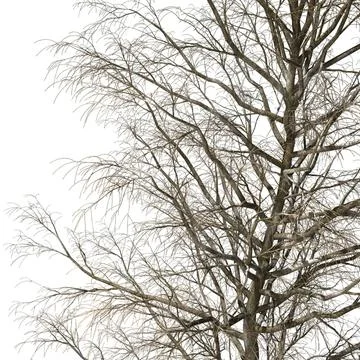 Winter Tree V3 3D Model