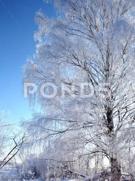 Winter Tree.JPG Stock Photos