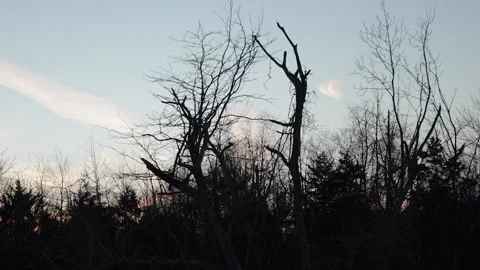 Winter Treeline Stock Footage 169893319