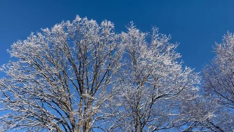 Winter Trees 001 Stock Footage 308681257