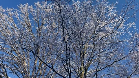 Winter Trees 001 Stock Footage 308686194