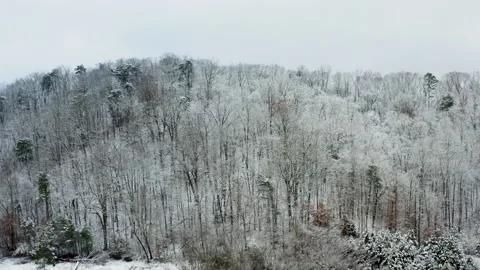 Winter trees 01 库存影片 168956916