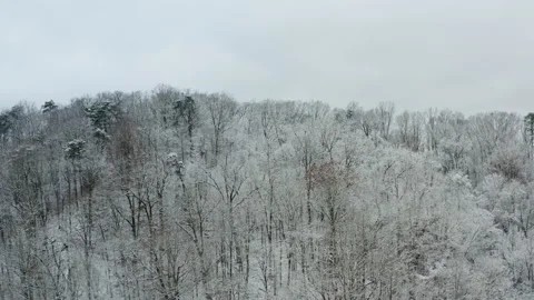 Winter trees 02 库存影片 168967342