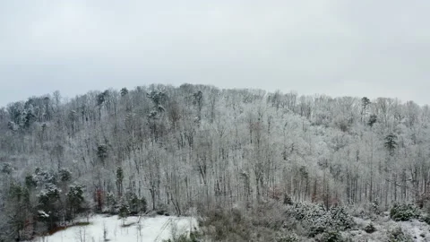 Winter trees 03 库存影片 168969282