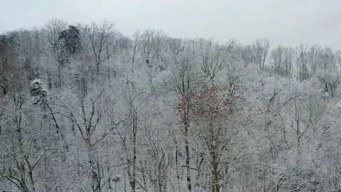 Winter trees 04 库存影片 168966185